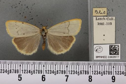 Cybosia mesomella (Linnaeus, 1758) - BMNHE_1660977_284660