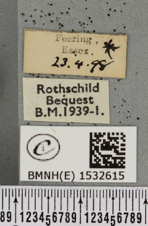 Watsonalla binaria (Hufnagel, 1767) - BMNHE_1532615_label_187591