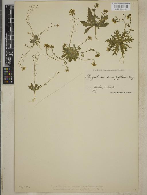 Rorippa coronopifolia (Desf.) Boiss. - BM013403900