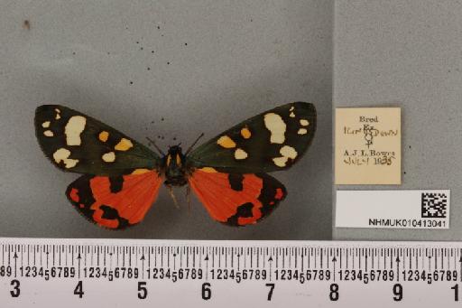 Callimorpha dominula (Linnaeus, 1758) - NHMUK_010413041_523048