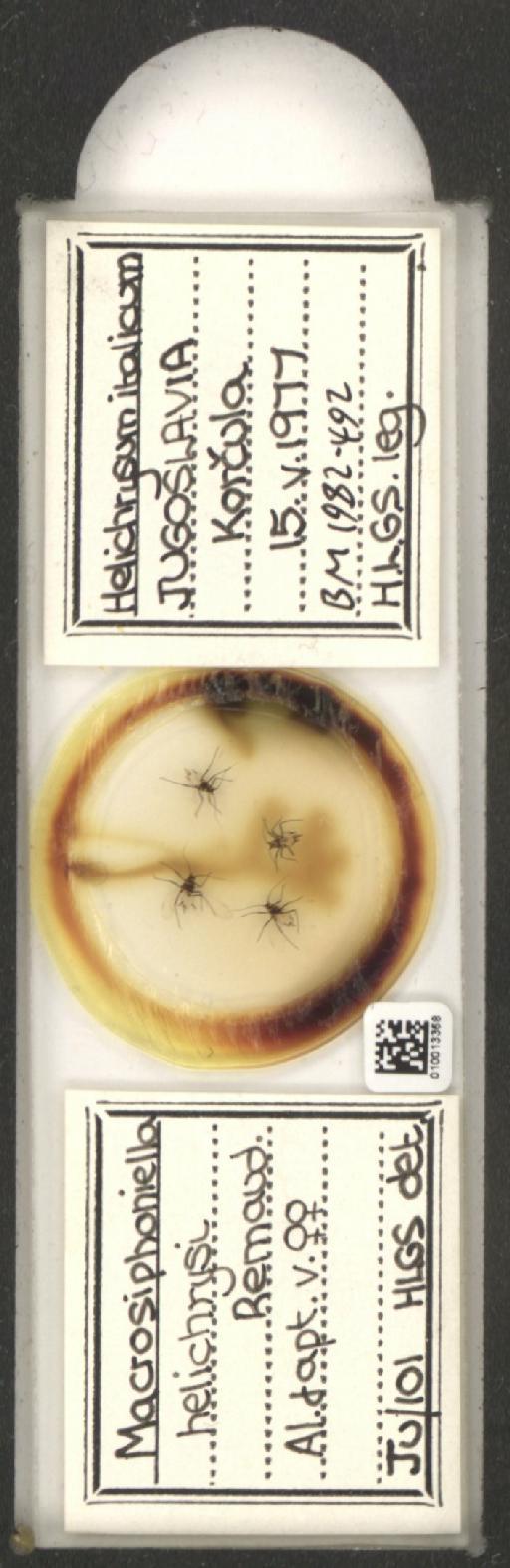 Macrosiphoniella helichrysi Remaudiere, 1952 - 010013368_112660_1094725