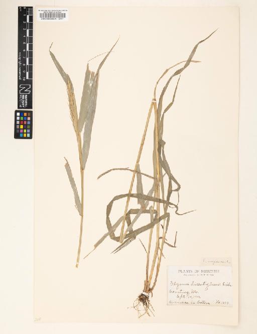 Elymus virginicus L. - 000063864