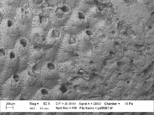 Celleporaria sp. - PI BZ 5493 – Celleporaria with Myriozoella plana