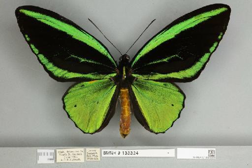 Ornithoptera priamus teucrus Joicey & Talbot, 1916 - 013603209__