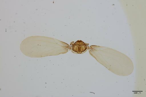 Diaphorina flavipennis Hollis, 1987 - 010717249_E