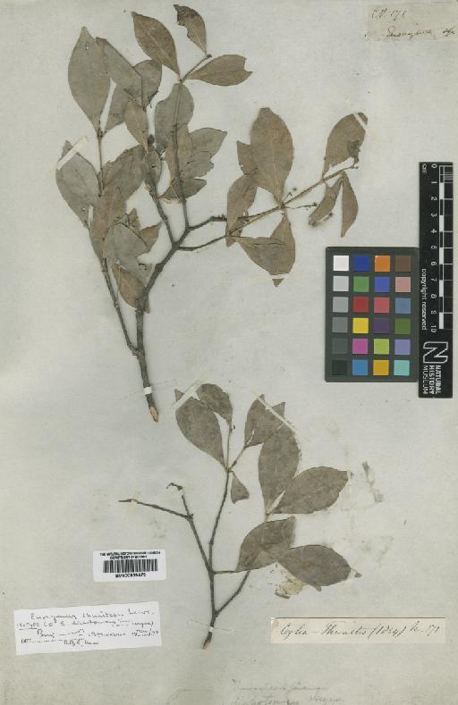 Euonymus thwaitesii Laws - BM000839472