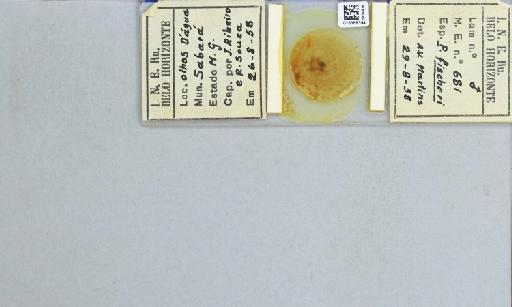 Lutzomyia (Pintomyia) fischeri Pinto, 1926 - 015388394_119964_1329455_157792_NoStatus
