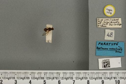 Bactrocera (Bactrocera) consectorata Drew, 1989 - BMNHE_1434533_28475