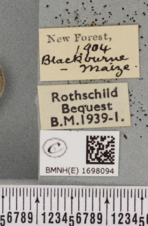 Nycteola revayana ab. fasciata Sheldon, 1919 - BMNHE_1698094_label_295107