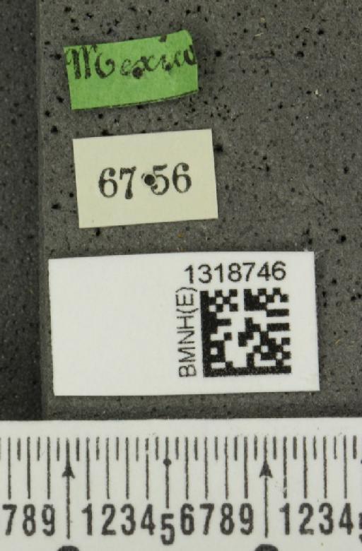 Systena blanda Melsheimer, F.E., 1847 - BMNHE_1318746_label_26458