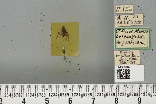 Ceratitis (Pterandrus) Bezzi, 1918 - BMNHE_1466304_26915