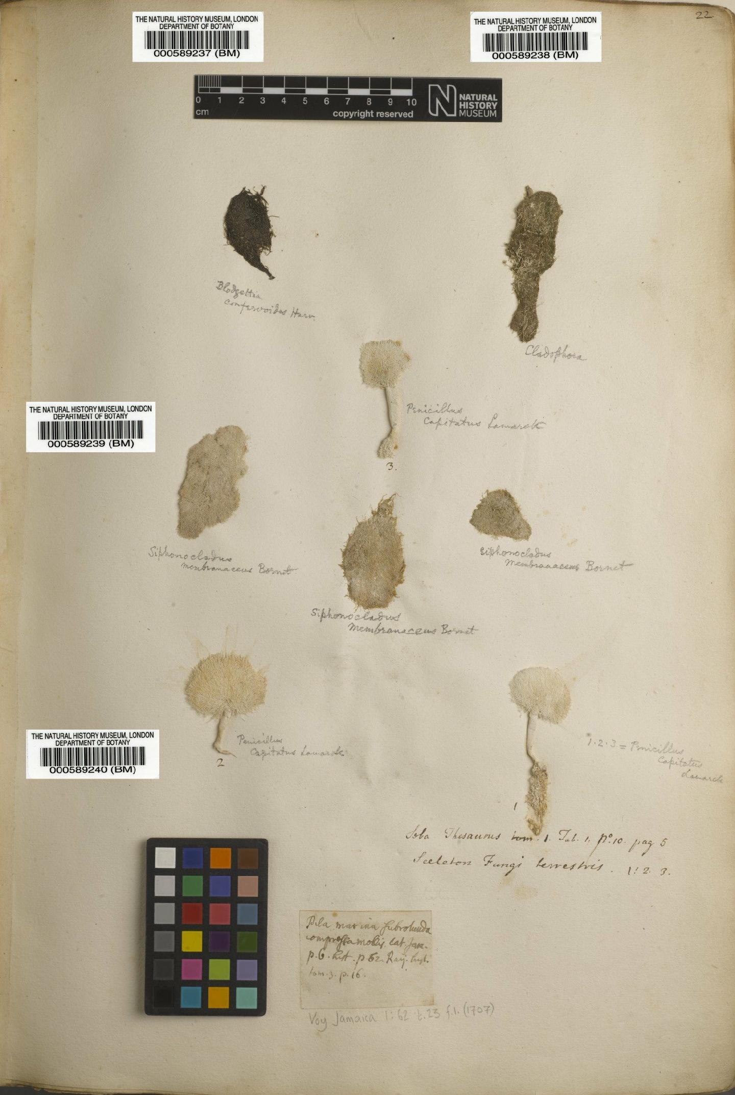 To NHMUK collection (Siphonocladus membranacea Bornet; NHMUK:ecatalogue:4708175)