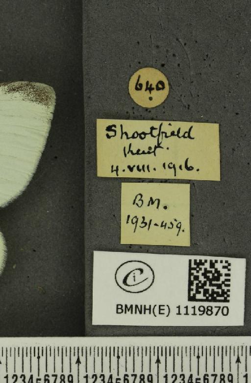 Pieris rapae rapae (Linnaeus, 1758) - BMNHE_1119870_label_75364