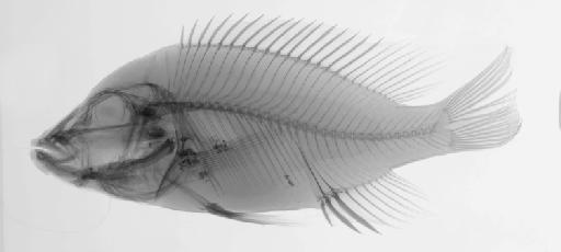 Otopharynx pachycheilus Arnegard & Snoeks, 2001 - BMNH 2000.1.11.2, PARATYPE, Otopharynx pachycheilus, radiograph