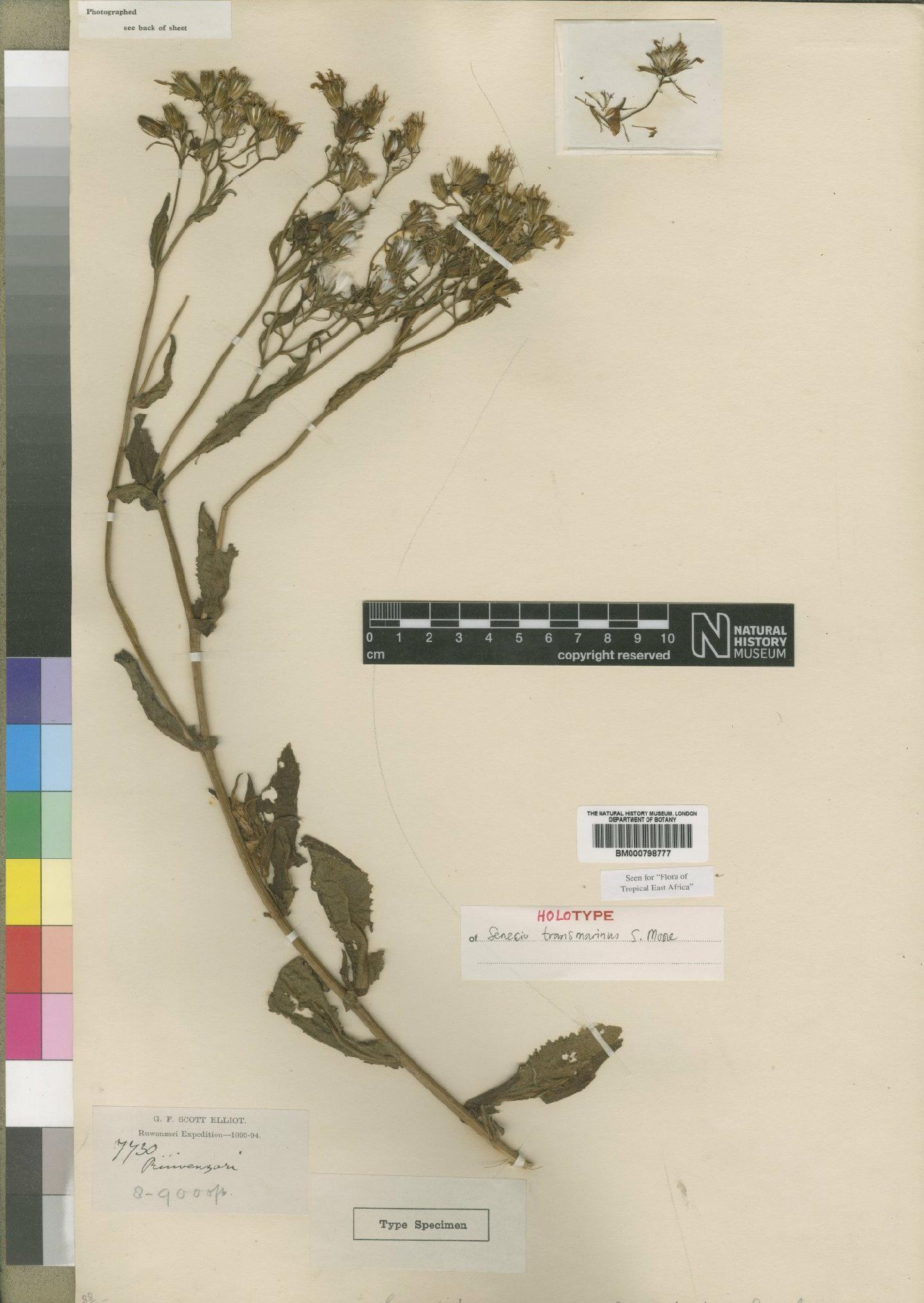 To NHMUK collection (Senecio transmarinus var. transmarinus Moore; Holotype; NHMUK:ecatalogue:4553195)