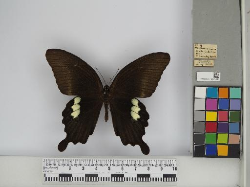 Papilio fuscus pertinax Wallace, 1865 - 013675348 Papilio fuscus
