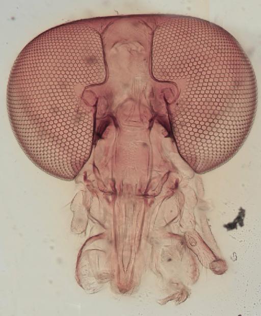 Simulium (Xenosimulium) neireti Roubaud, 1905 - 010194559_S_X_neireti_Female_head