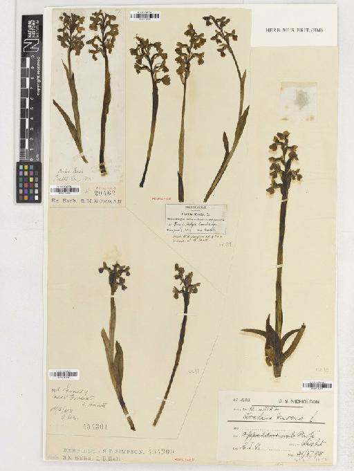 Anacamptis morio (L.) R.M.Bateman, Pridgeon & M.W.Chase - BM001154066