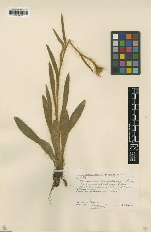 Hieracium macrotrichum Boiss. - BM001047647