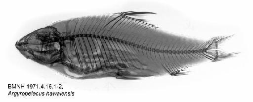 Argyropelecus hawaiensis - BMNH 1971.4.16.1-2, Argyropelecus hawaiensis, Radiograph