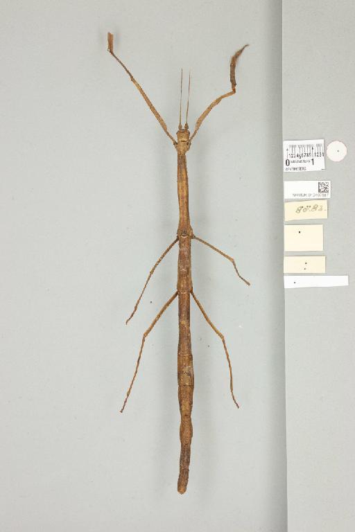 Leprocaulinus insularis insularis (Kirby, 1896) - 012497687_reverse