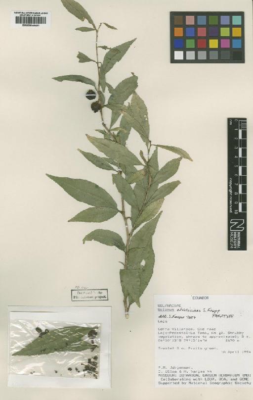 Solanum elvasioides S.Knapp - BM000846481