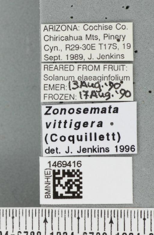 Zonosemata vittigera (Coquillett, 1899) - BMNHE_1469416_label_42903