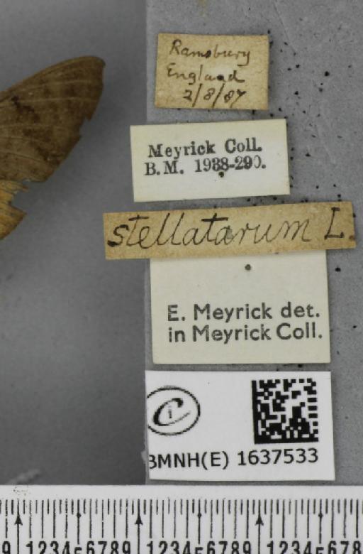 Macroglossum stellatarum (Linnaeus, 1758) - BMNHE_1637533_label_206216