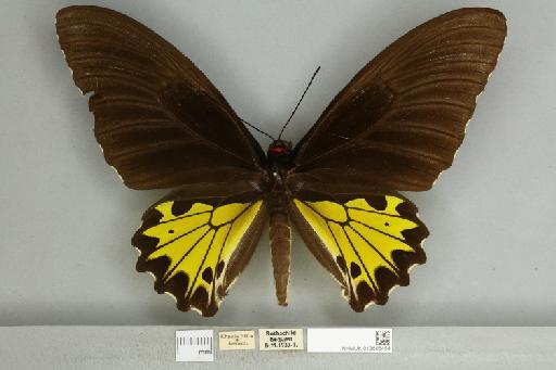 Troides helena cerberus Rothschild, 1895 - 013606458__599291