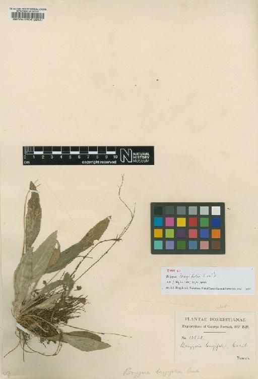 Oreocharis longifolia (Craib) A.Weber & Mich.Möller - BM000041506_LZW