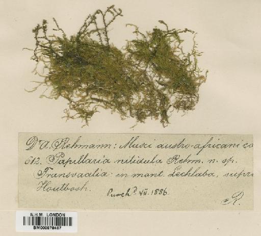 Floribundaria floribunda (Dozy & Molk.) M.Fleisch. - BM000878467