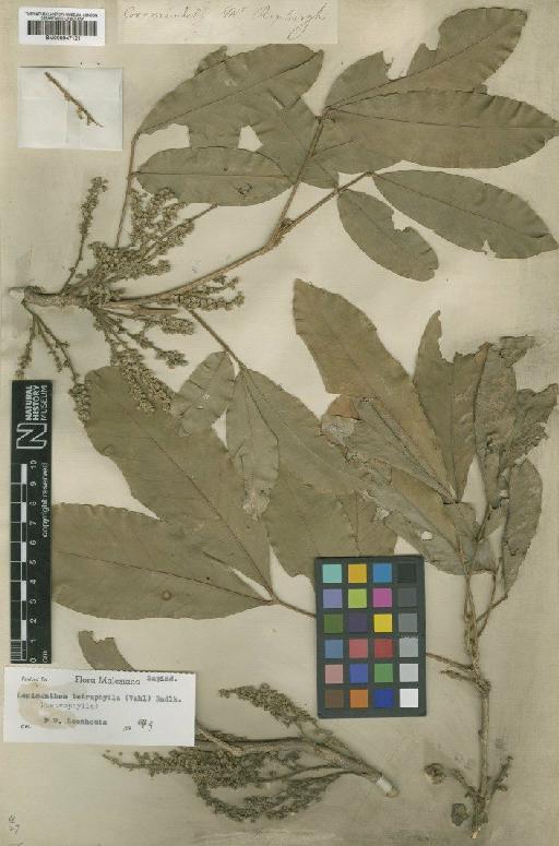 Lepisanthes tetraphylla (Vahl) Radlk. - BM000947121