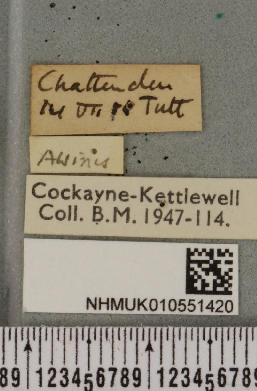 Hoplodrina octogenaria (Goeze, 1781) - NHMUK_010551420_label_597540