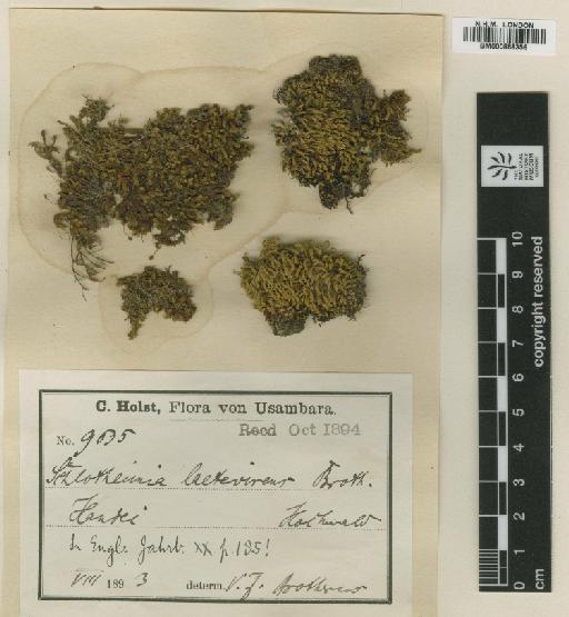 Schlotheimia ferruginea (Hook. & Grev.) Brid. - BM000868356