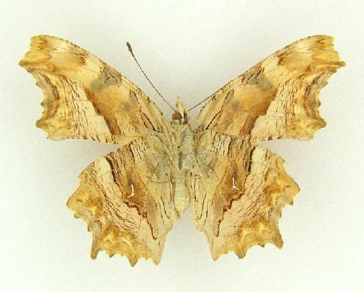 Polygonia pallida Evans - Polygonia pallida (Evans) type female underside