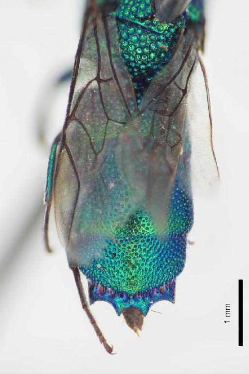 Chrysis ugandana Mocsary, A., 1914 - Chrysis_ugandana-BMNH(E)#970891_type-distal-2_5X