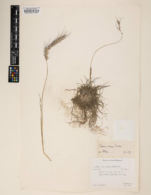 Elymus nutans Griseb. - 000064579
