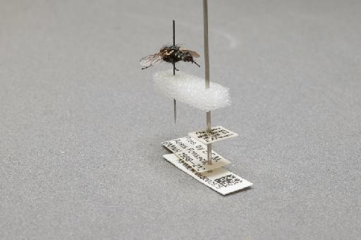 Sarcophaga (Myorhina) villeneuvei Boettcher, 1912 - 015092575_additional_2