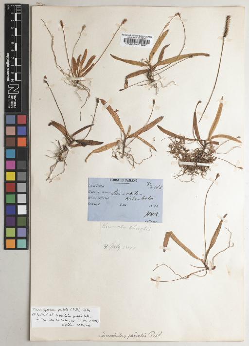 Thrixspermum pardale (Ridl.) Schltr. - BM000529064