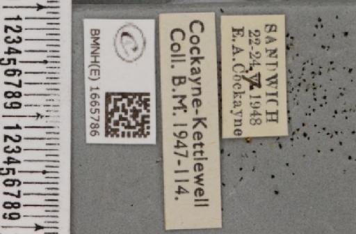 Eilema pygmaeola pygmaeola (Doubleday, 1847) - BMNHE_1665786_label_289837