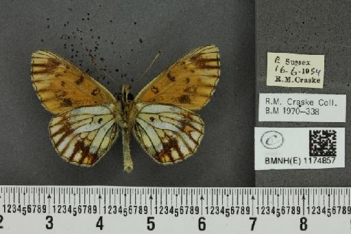 Boloria selene selene Denis & Schiffermüller, 1775 - BMNHE_1174857_30352