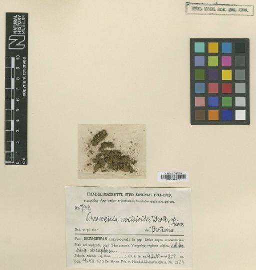 Oreoweisia weisioides Broth. - BM000965710