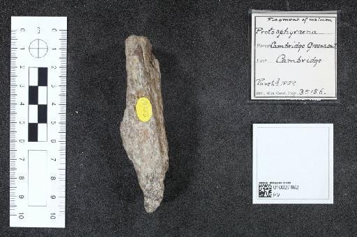 Protosphyraena Leidy, 1857 - 010027462_L010097569