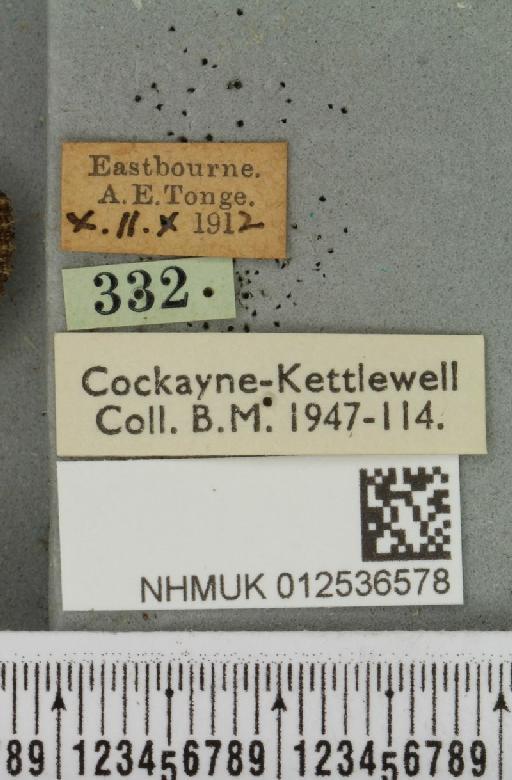 Polymixis lichenea (Hübner, 1813) - NHMUK_012536578_label_645688