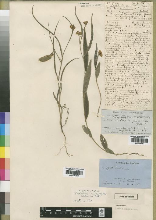 Crotalaria anisophylla (Hiern) Welw. ex Baker f. - BM000843548