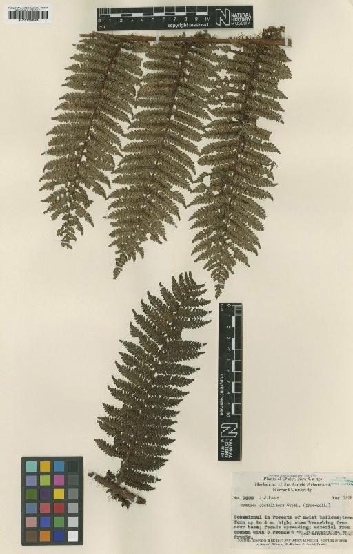 Cyathea costalisora Copel. - BM001039958