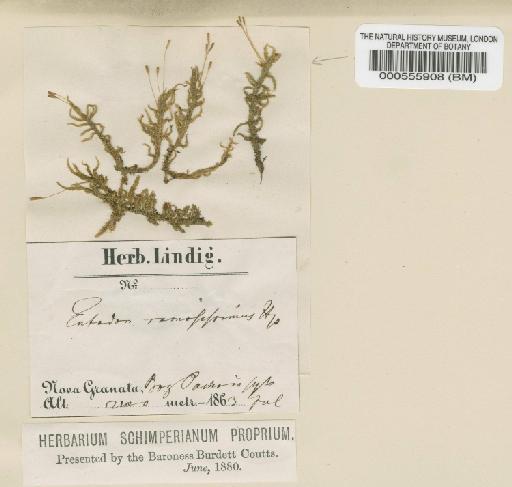 Entodon ramosissimus Hampe - BM000555908