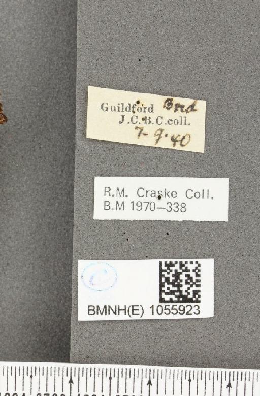 Aglais urticae ab. brunneoviolacea Raynor, 1909 - BMNHE_1055923_label_45221