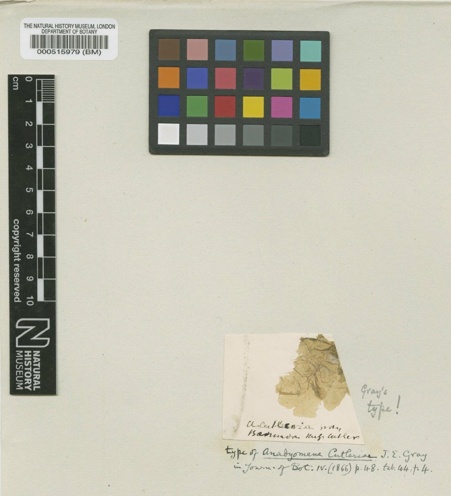 To NHMUK collection (Anadyomene cutleriae Gray; Type; NHMUK:ecatalogue:4829493)