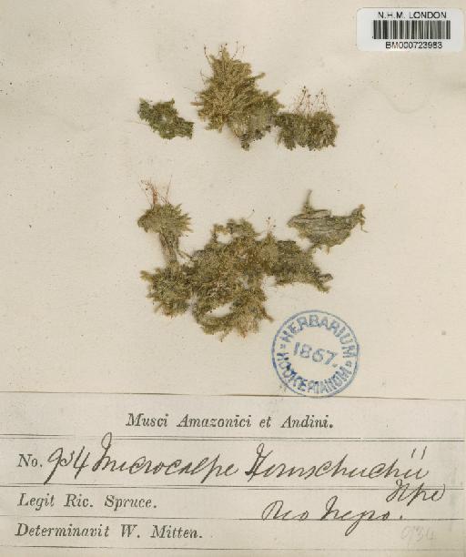 Trichosteleum ambiguum (Schwägr.) Paris - BM000723983